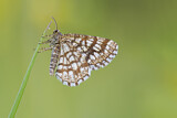 Image. Latticed Heath