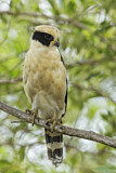 Image. Laughing Falcon
