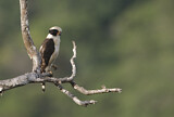 Image. Laughing Falcon