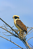 Image. Laughing Falcon