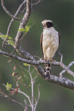 Image. Laughing Falcon