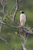Image. Laughing Falcon