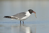 Image. Laughing Gull