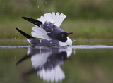 Image. Laughing Gull