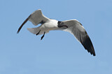 Image. Laughing Gull