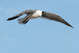 Image. Laughing Gull