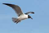 Image. Laughing Gull