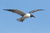 Image. Laughing Gull