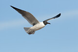 Image. Laughing Gull
