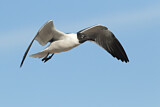 Image. Laughing Gull