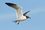 Image. Laughing Gull