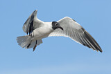 Image. Laughing Gull
