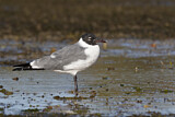 Image. Laughing Gull
