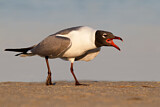Image. Laughing Gull