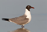 Image. Laughing Gull