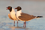 Image. Laughing Gull