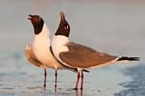 Image. Laughing Gull