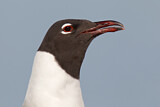 Image. Laughing Gull