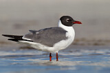 Image. Laughing Gull