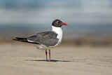 Image. Laughing Gull