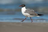Image. Laughing Gull
