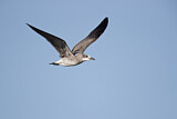 Image. Laughing Gull