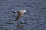 Image. Laughing Gull