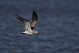 Image. Laughing Gull