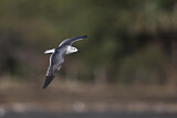 Image. Laughing Gull