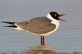 Image. Laughing Gull