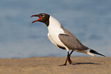 Image. Laughing Gull