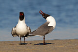Image. Laughing Gull