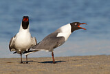 Image. Laughing Gull
