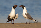 Image. Laughing Gull