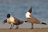Image. Laughing Gull