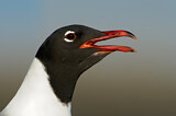 Image. Laughing Gull