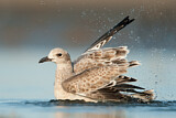 Image. Laughing Gull