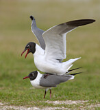 Image. Laughing Gull
