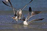 Image. Laughing Gull