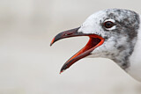 Image. Laughing Gull