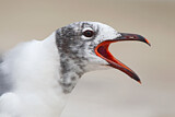 Image. Laughing Gull