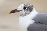 Image. Laughing Gull