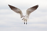 Image. Laughing Gull