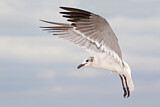 Image. Laughing Gull