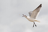 Image. Laughing Gull