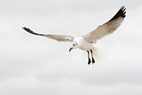 Image. Laughing Gull