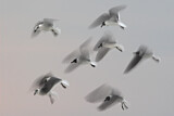 Image. Laughing Gull