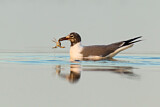 Image. Laughing Gull