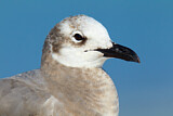 Image. Laughing Gull