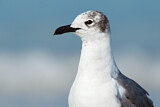 Image. Laughing Gull